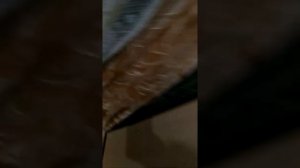 глисты в жопе