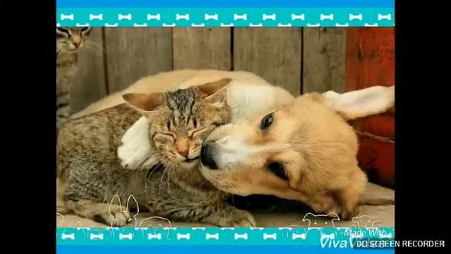 Любовь у собак и кошек ; Собаки любят кошек! смотреть онлайн