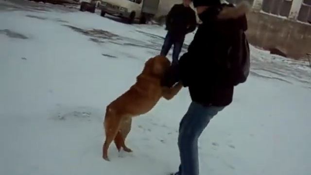 вот так я люблю собак))) смотреть онлайн