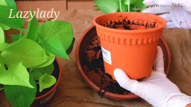 When Bringing A New Plant Into Your Home..TIPS | Neon Pothos | #malayalam #moneyplant #UAE #dubai