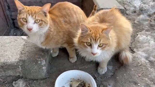 Подшефные, Хабаровск смотреть онлайн