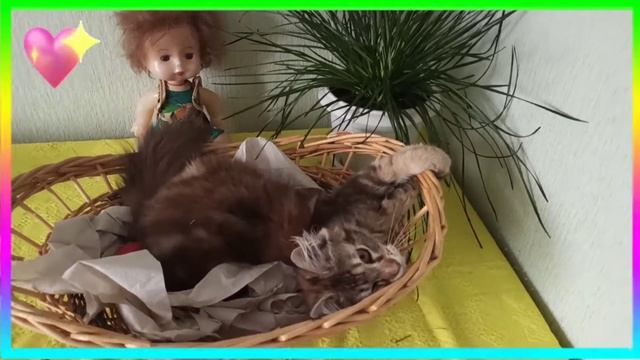 Кошка и крольчиха смотреть онлайн