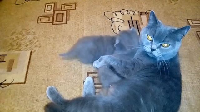 Заботливая британская смотреть онлайн