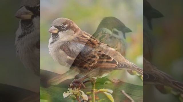 Отряд воробьинообразные