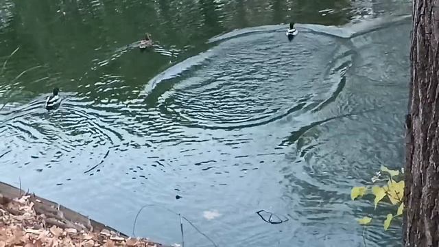*Ты мне не веришь*классная песня в исполнении Юрия Шатунова.. смотреть онлайн