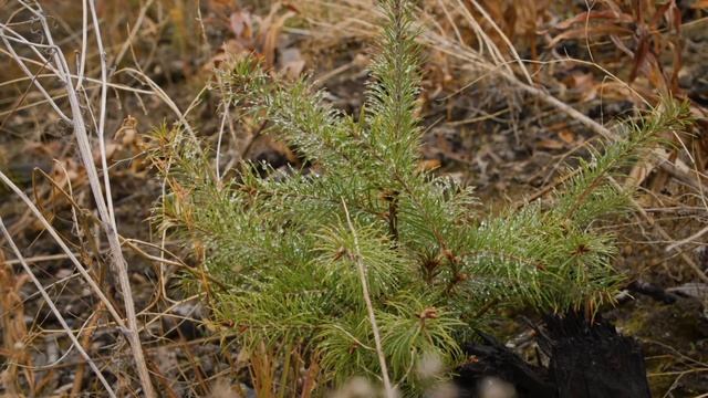 Role of a Forester: Forestry For The Future смотреть онлайн
