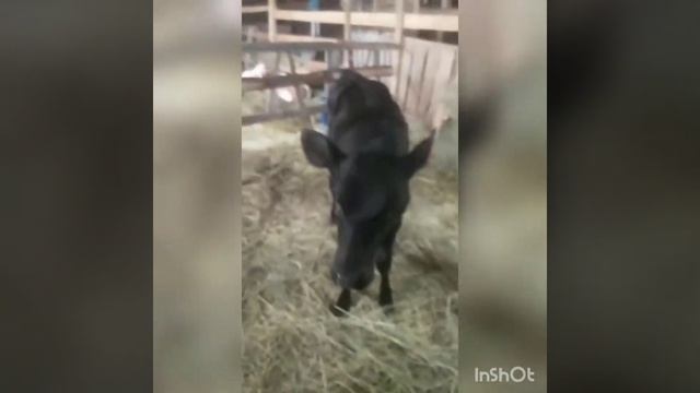 Будущая ферма Подписывайтесь 29 05 2022. смотреть онлайн