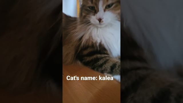 my cat (2nd one is black) смотреть онлайн
