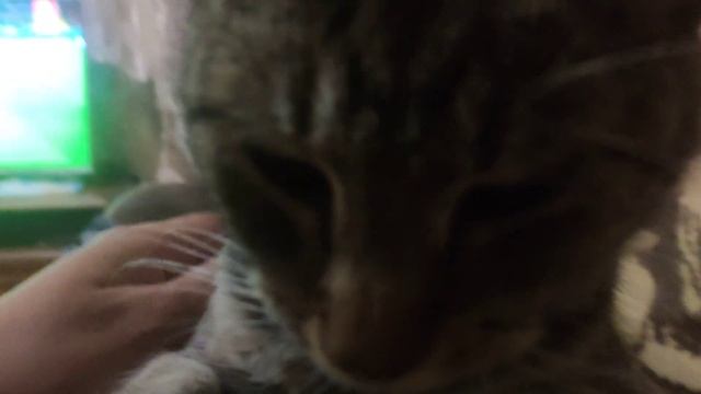 Мура - лапки - царапки 😘😘😘😘😘 смотреть онлайн