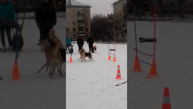 У меня в школе служебные собаки. смотреть онлайн