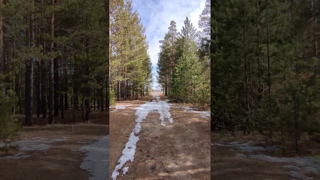 Сосновый бор#природа #весна смотреть онлайн