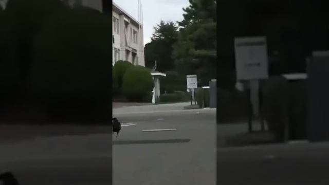 Niesamowita Skacząca Wrona Zaskakujący Taniec z Grawitacją! смотреть онлайн