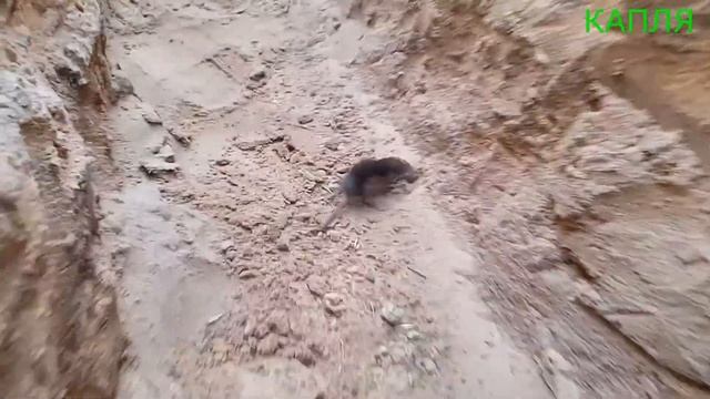 Копаем траншею. День 2. Кротик.