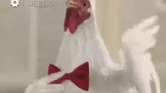 Куриный танец