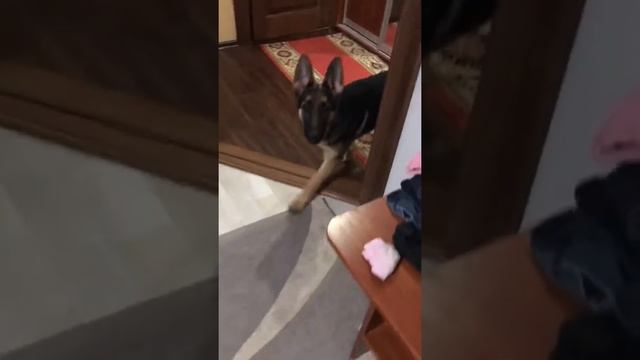 Любимые слова собаки😜😜😜кушать и гулять🤣🤣🤣 смотреть онлайн