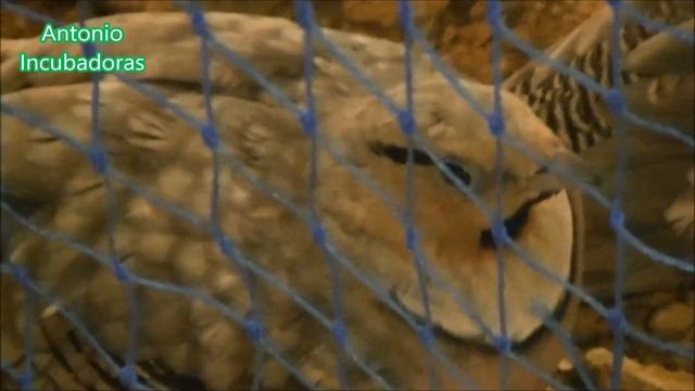 Animales en Sur Mascotas Sevilla. смотреть онлайн