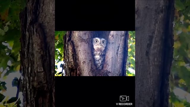Eastern Screech Owl Sounds pt.3 смотреть онлайн