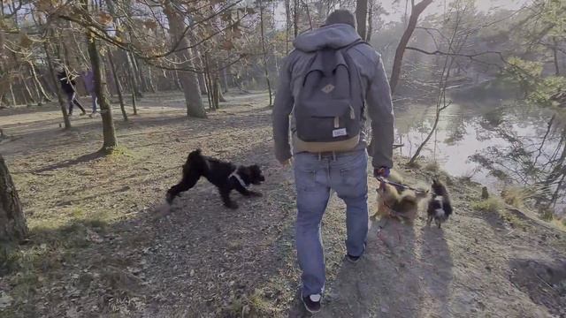 Прогулка со шпицами в лесу. Посреди леса встретили девушку в купальнике, что она там делает? смотреть онлайн