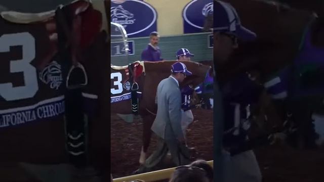 California Chrome (Paddock) - Breeder's Cup 2014 (1 of 7) смотреть онлайн
