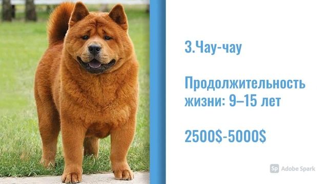 5 Самых дорогих пород собак в мире. смотреть онлайн