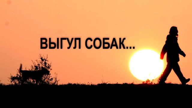 Выгул собак смотреть онлайн