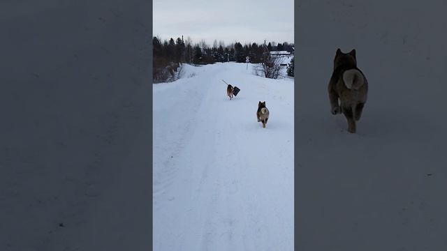 малинуа 🐶🐕 бельгийская овчарка, помогает убирать снег ❄🌲 акита, дворняшка смотреть онлайн