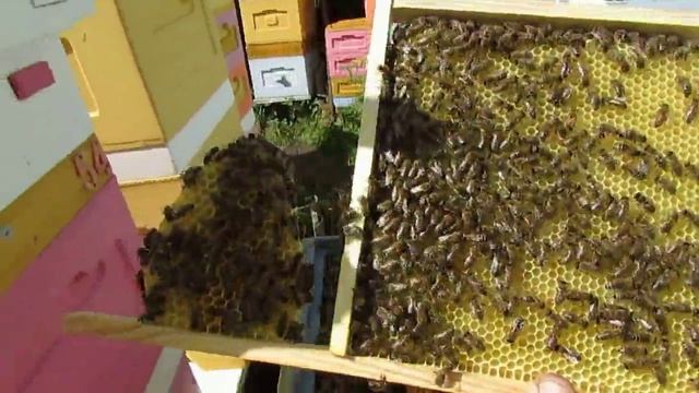 пчеловодство на ячейке 4,9 мм - часть 69, 6 рамок отстроили ставлю еще три 20.05.2024 2 смотреть онлайн