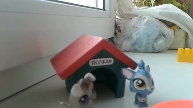 две собаки 🐶