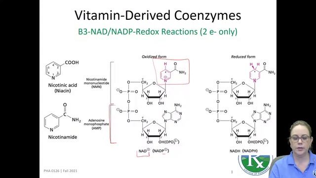 4 CoenzymeStructures