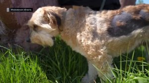 Живодёры [Честный Детектив]