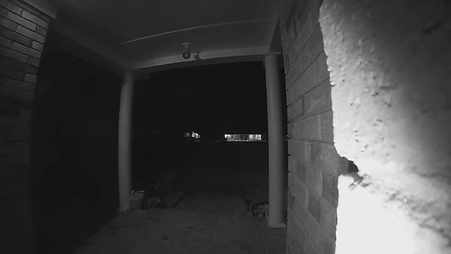 G4 Doorbell Camera Catches Deer Eating Our Flowers смотреть онлайн