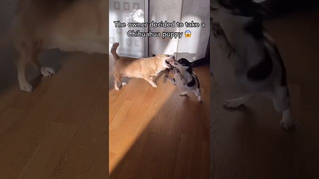 Now I have 2 angry dogs ?!😱 смотреть онлайн