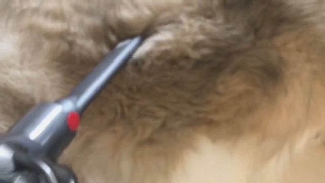 How To Remove Dog Hair / 5 Tips смотреть онлайн