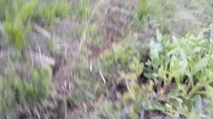 шикори модакабк дар Н НУРОБОД