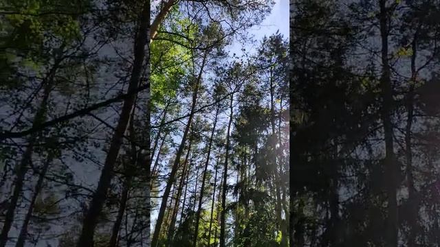 Встревоженная птица 🦅 #природа #лес #nature #naturelovers #wood