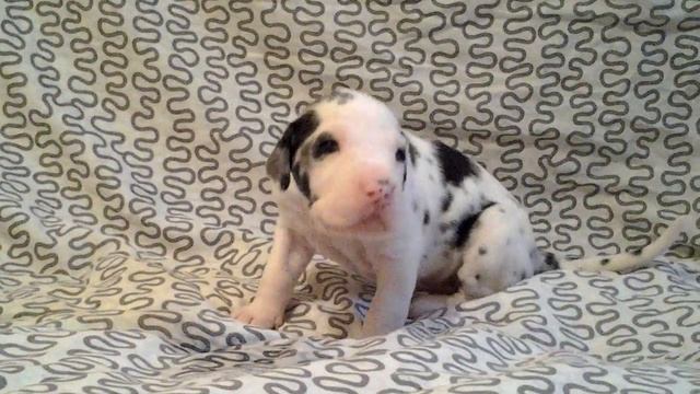 Фаворит Елен Дог Просто Песня, 18 дней смотреть онлайн