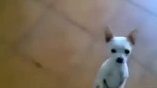 танцующий песик смотреть онлайн