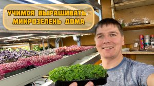 Учимся выращивать микрозелень дома