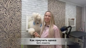 КАК и ЧЕМ ПОБРИТЬ МОРДУ пуделю, КАК ПРИУЧИТЬ ЩЕНКА к бритью.