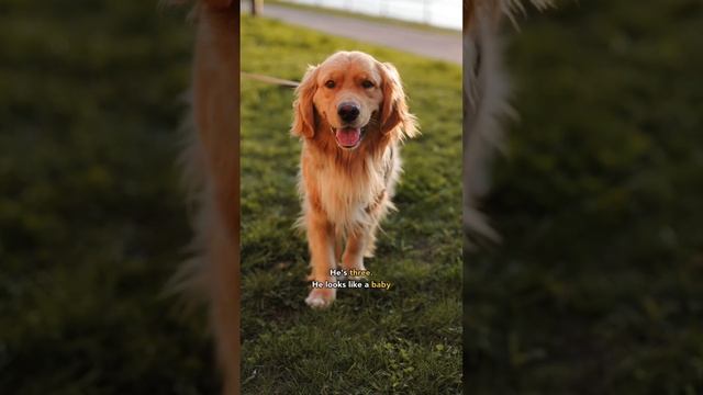 🦮He’s been waiting for this moment #goldenretriever #dogs смотреть онлайн
