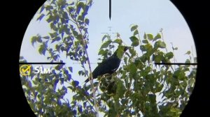 Охота На Ворон - Удачная Охота. Pest Control - Successful Hunting