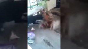 Петух гавкает на собаку