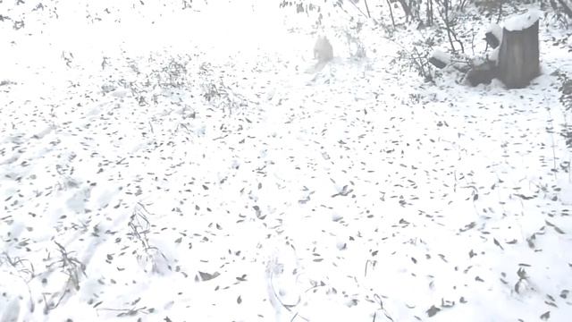 Бакс играет зимой на прогулке