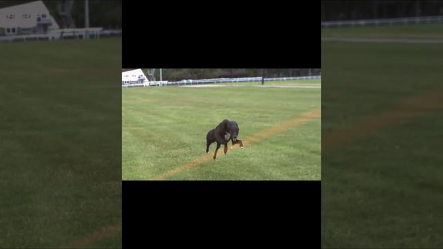 Did You Know There Is Dog Breed That Can Win A Race Against A Cheetah? Greyhound V Cheetah