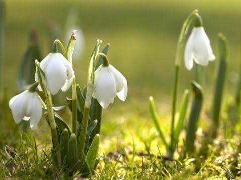 С праздником, милые женщины! смотреть онлайн