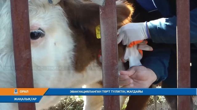 Қорытынды жаңалықтар (25.04.2024) 18:30 смотреть онлайн