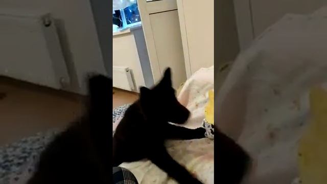 Лакомство для попрошайки смотреть онлайн