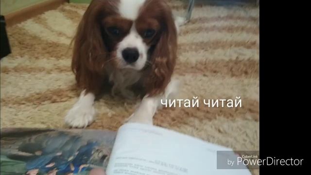 приключения Лорда смотреть онлайн