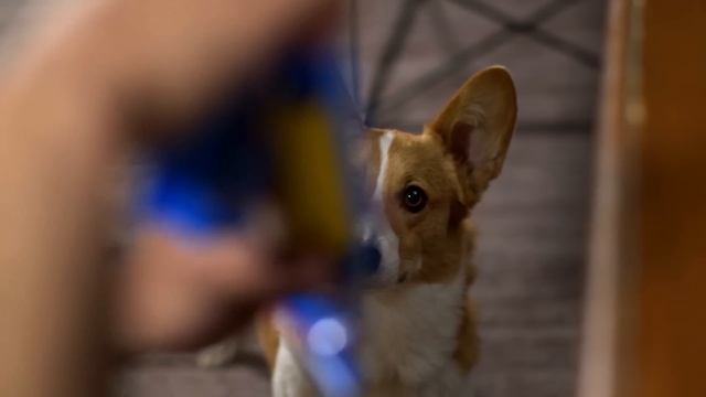 When Dogs Brunch // Presented By BuzzFeed & Purina Busy Treats