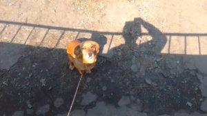 Где садить лук кущевку?